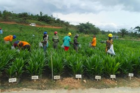 Alternative livelihood